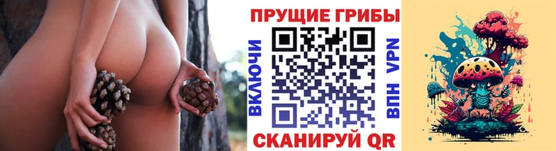 Псилоцибиновые грибы Cubensis  Лесной 
